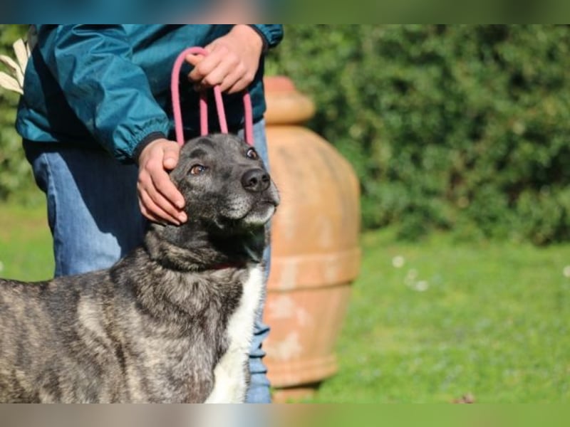 Loris - ausgeglichener und liebenswerter Charakter