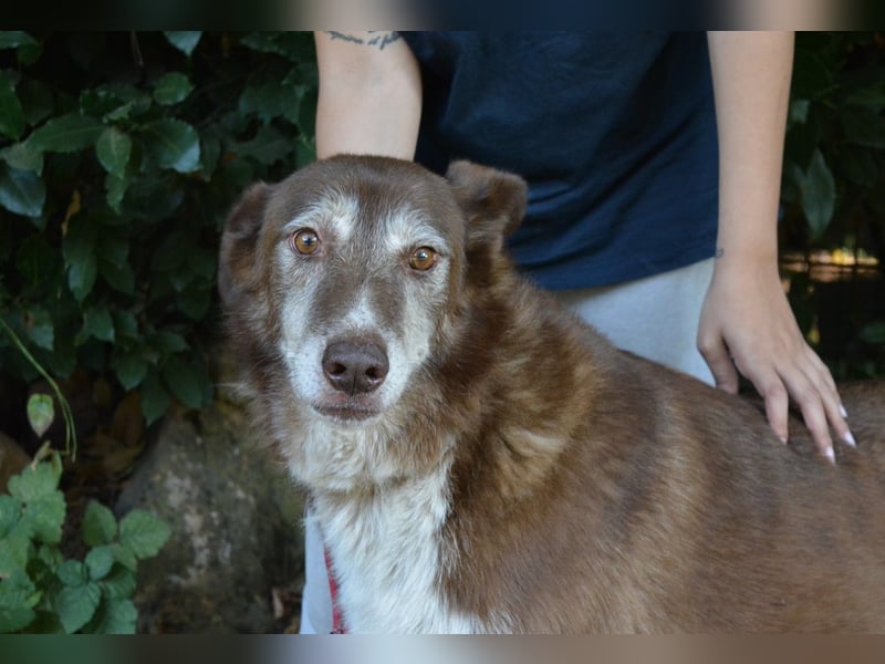 Lynwood - Ein Hund der Sorte «10 von 10 Punkten»