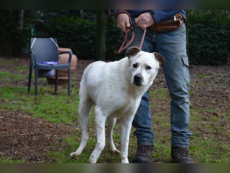 El Fava - hübscher Junge mit braunen Öhrchen