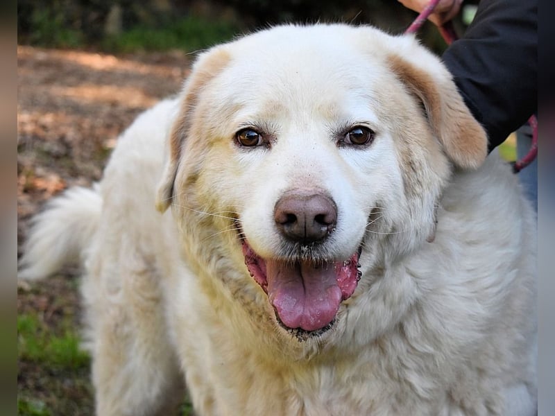 Abele - wenn Kraft und Zeit verloren gehen