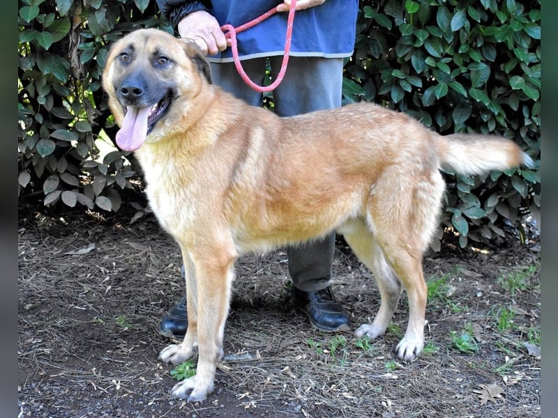 Anthaniel - Groß genug für "Wow" - zu charmant für "Weiter".