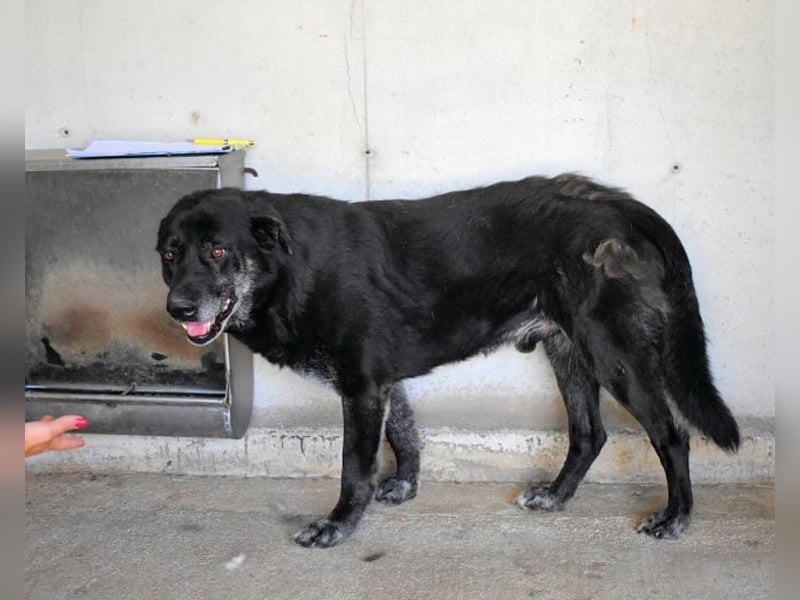 Idrysh - große Hunde werfen lange Schatten