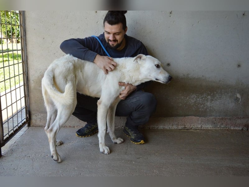 Benoit - NOTFALL - Hellbraune Augen, die sich nach Liebe sehen