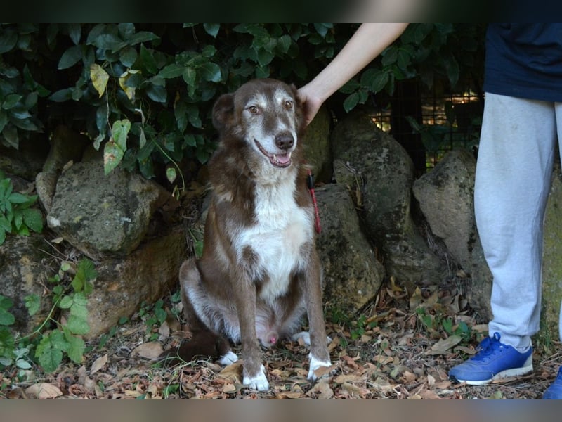 Lynwood - Ein Hund der Sorte «10 von 10 Punkten»