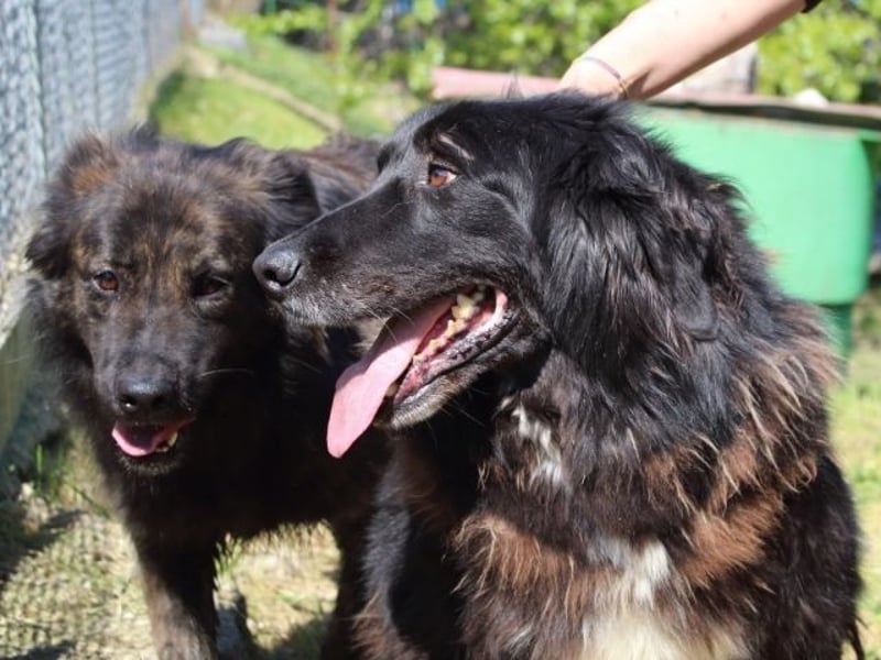 Quennel - Black velvet, oder...