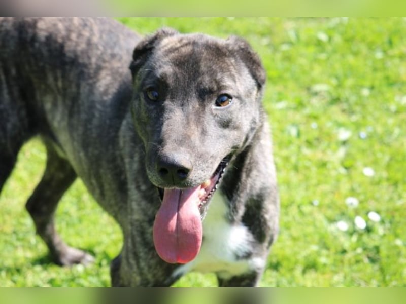 Loris - ausgeglichener und liebenswerter Charakter