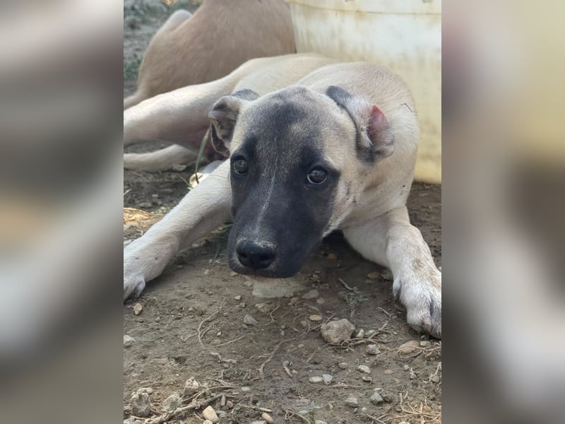 Inga - (Dringend Pflegestelle oder Zuhause gesucht)  Zwei kleine Hunde und ...