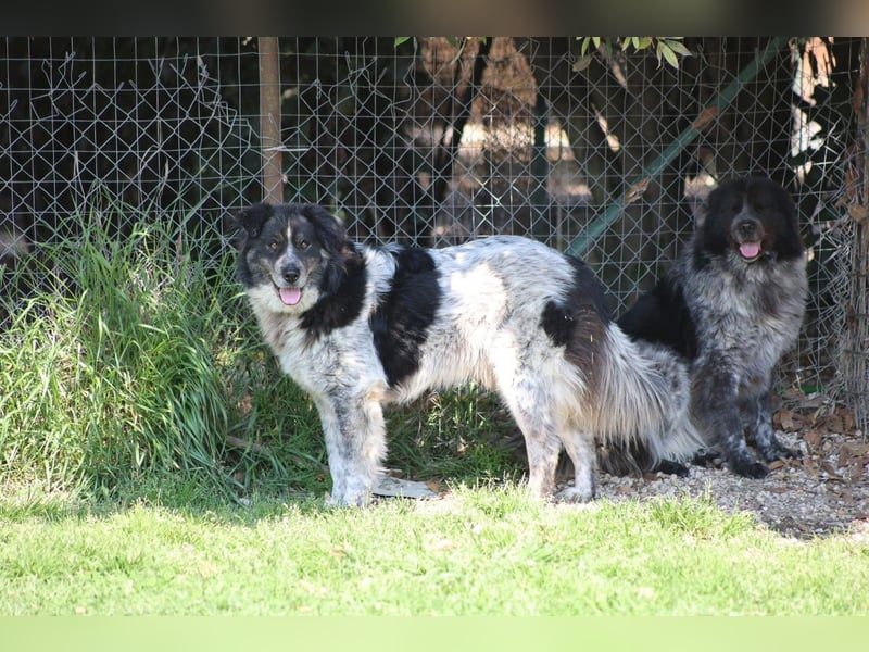 Ray - Zeig mir die Welt außerhalb des Zwingers...