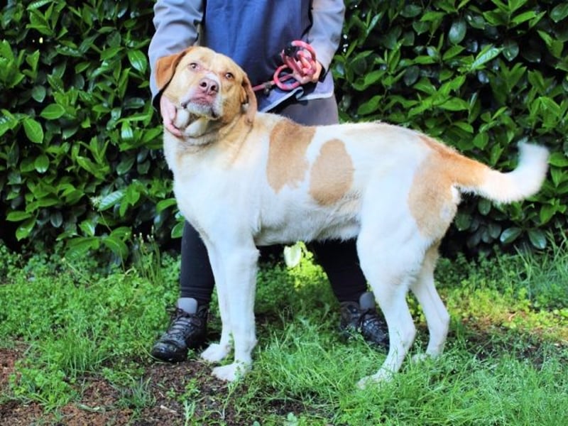 Jamison - möchte glücklich sein