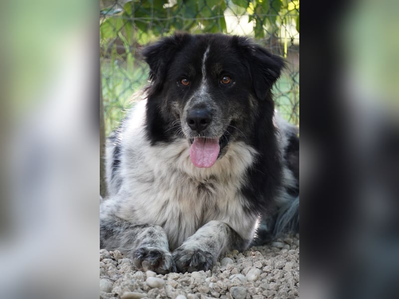 Ray - Zeig mir die Welt außerhalb des Zwingers...