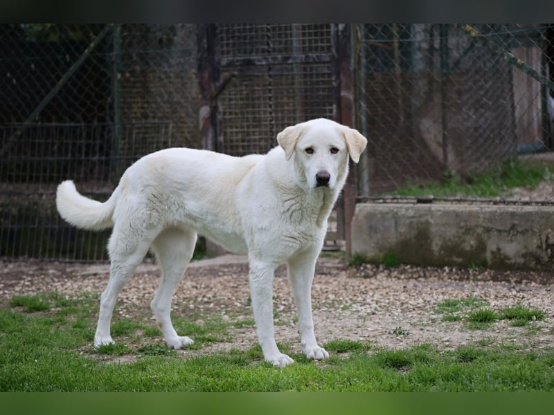 Clara - ein Herz in Warteschleife