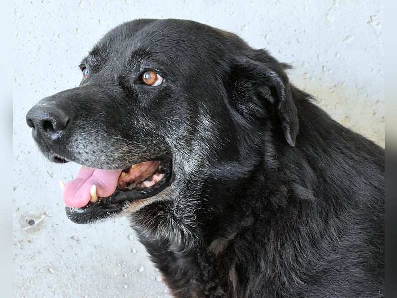 Idrysh - große Hunde werfen lange Schatten