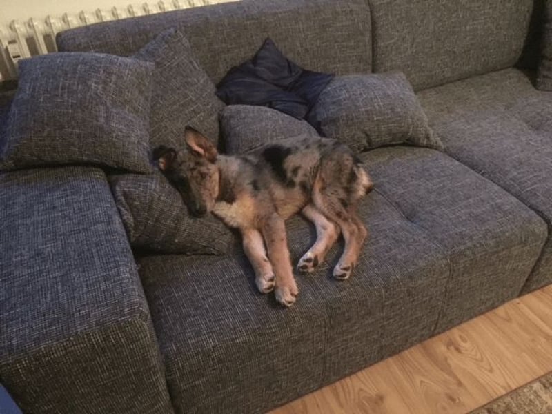Aleta (Willow) - SOS-Dringend Pflegestelle oder Zuhause gesucht/kleines Seelchen im großen Wolfspelz Aleta (Willow) - SOS-Dringend Pflegestelle oder Zuhause gesucht/kleines Seelchen im großen Wolfspelz