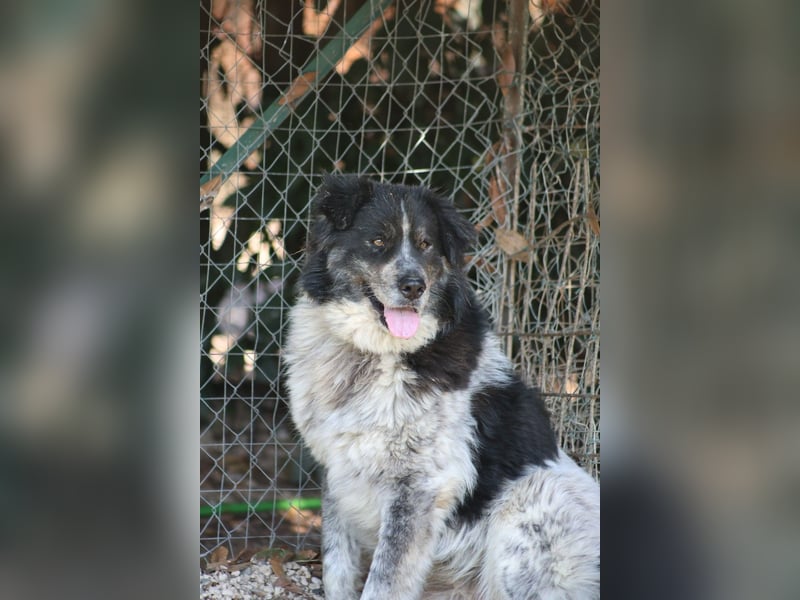 Ray - Zeig mir die Welt außerhalb des Zwingers...