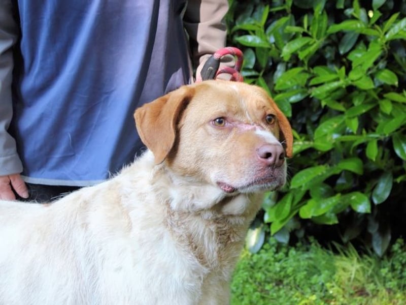 Jamison - möchte glücklich sein