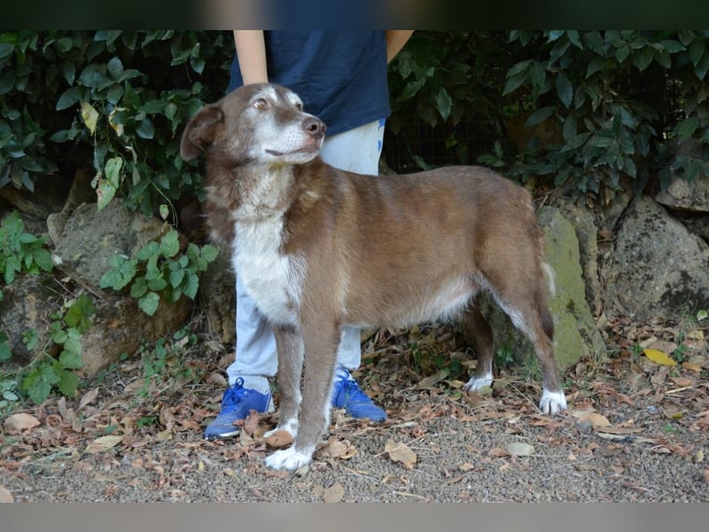 Lynwood - Ein Hund der Sorte «10 von 10 Punkten»