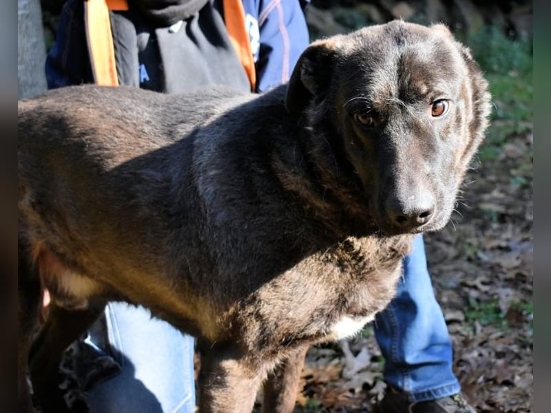 Godfried - When the night has come