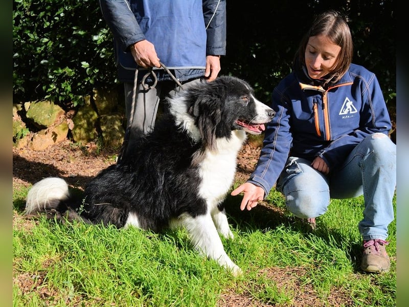 Frasio - Wenn Lebendigkeit zum Verhängnis wird