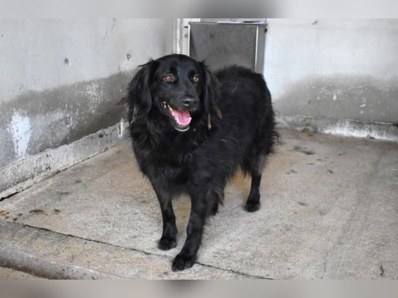 Kael - Nur ein einziges mal die Chance auf Leben