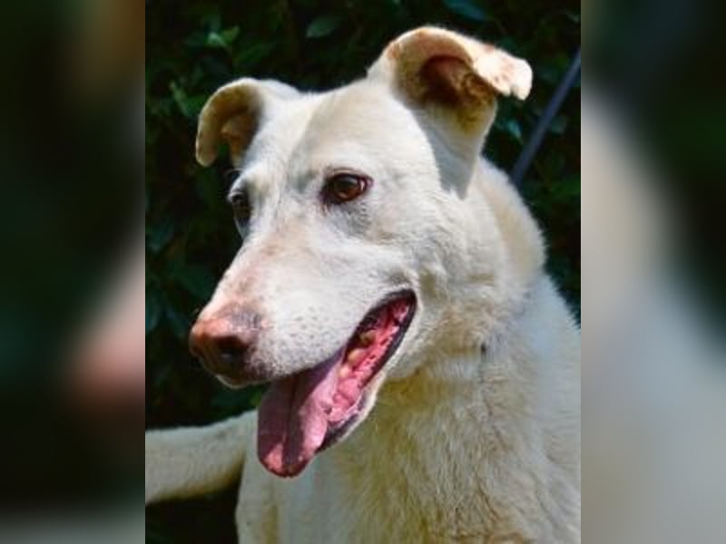 Sean - das Piepsen hinter den Gittern