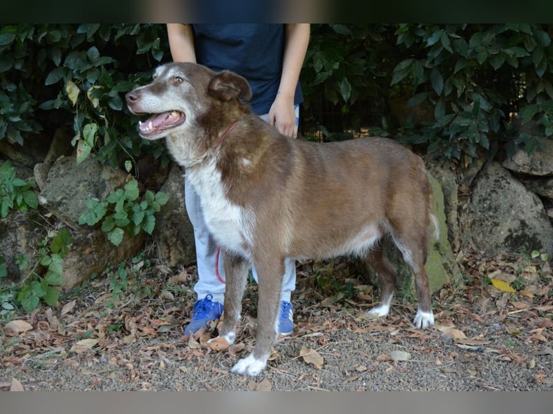 Lynwood - Ein Hund der Sorte «10 von 10 Punkten»