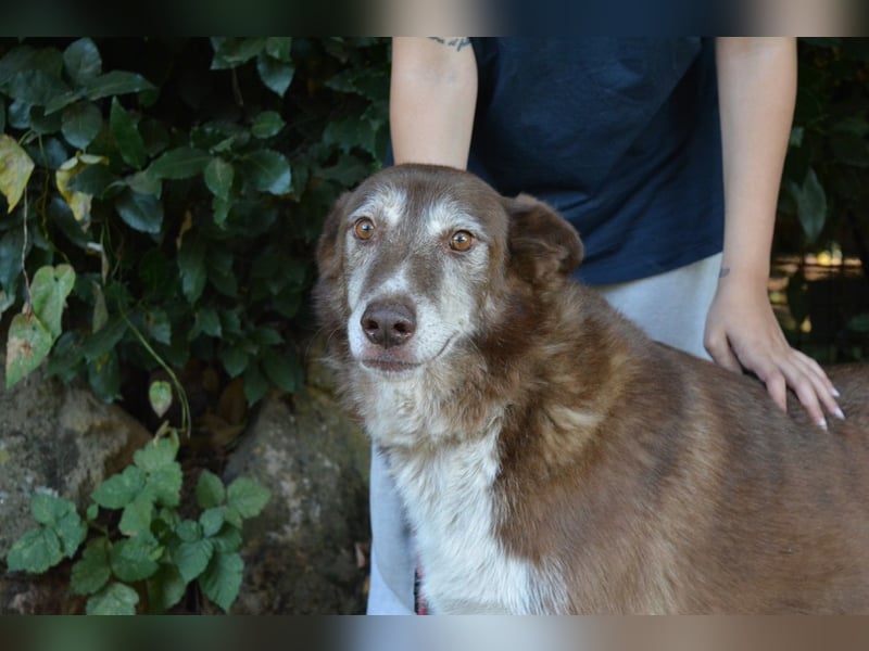 Lynwood - Ein Hund der Sorte «10 von 10 Punkten»