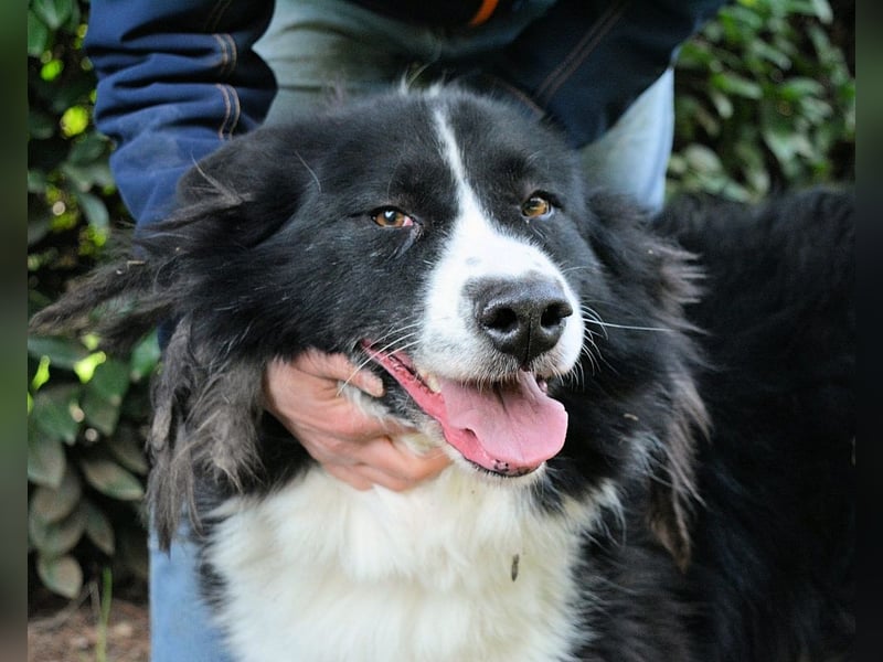 Frasio - Wenn Lebendigkeit zum Verhängnis wird