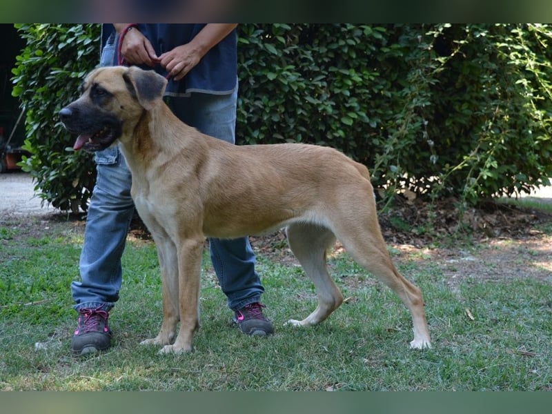 Adhara - Möchte ihre Energie versprühen