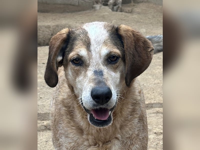 AFRICA - eine absolute Traumhündin!!!