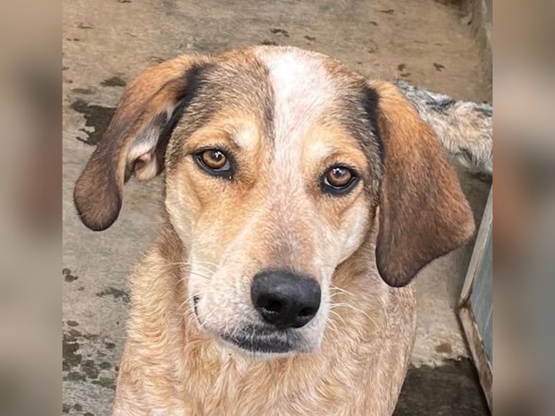 AFRICA - eine absolute Traumhündin!!!