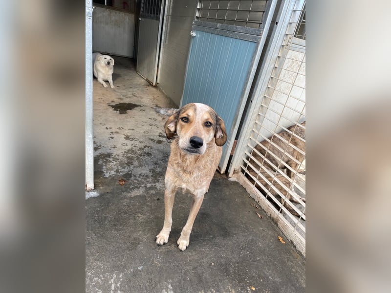 AFRICA - eine absolute Traumhündin!!!