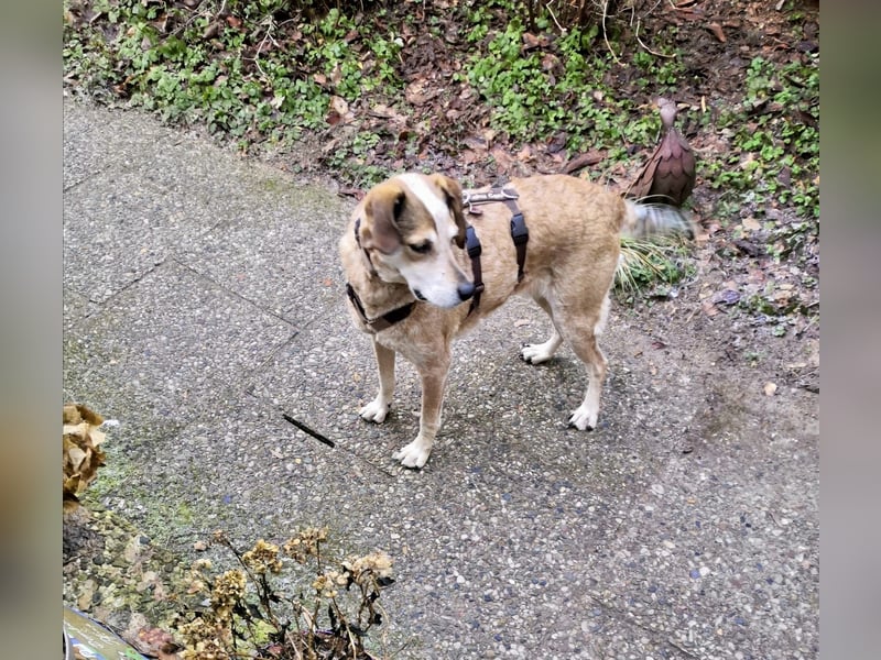 AFRICA - eine absolute Traumhündin!!!