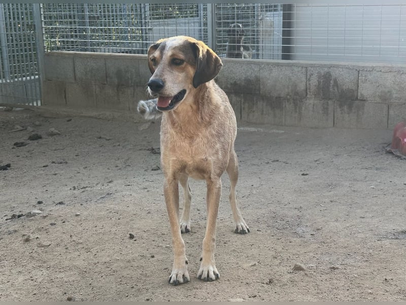 AFRICA - eine absolute Traumhündin!!!