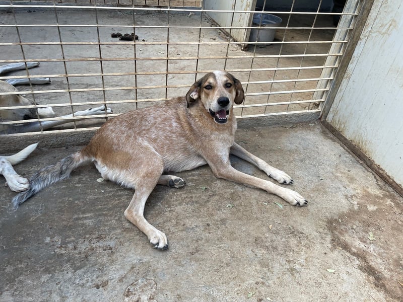 AFRICA - eine absolute Traumhündin!!!