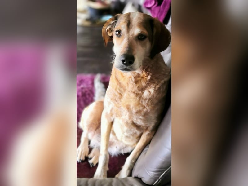 AFRICA - eine absolute Traumhündin!!!