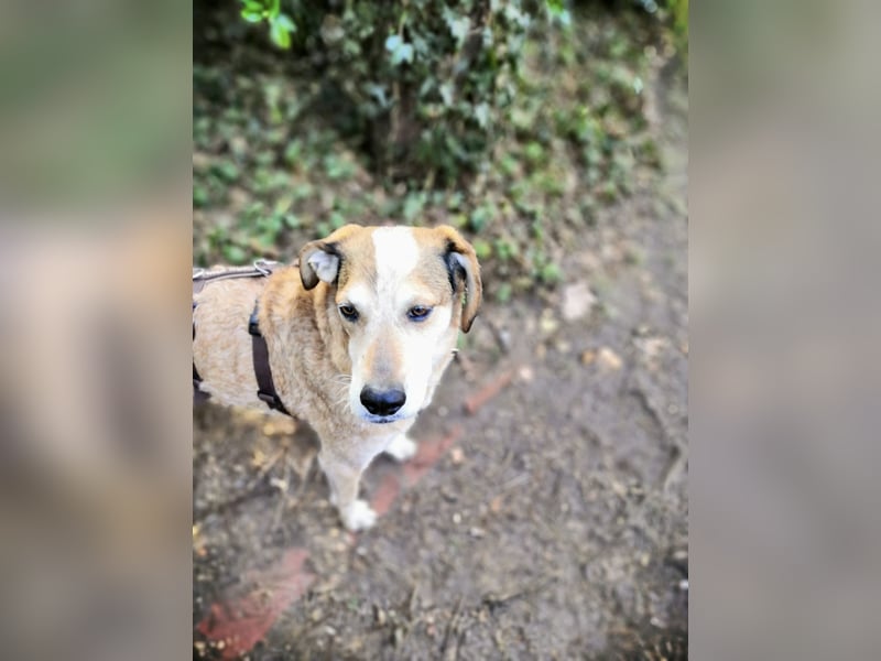 AFRICA - eine absolute Traumhündin!!!