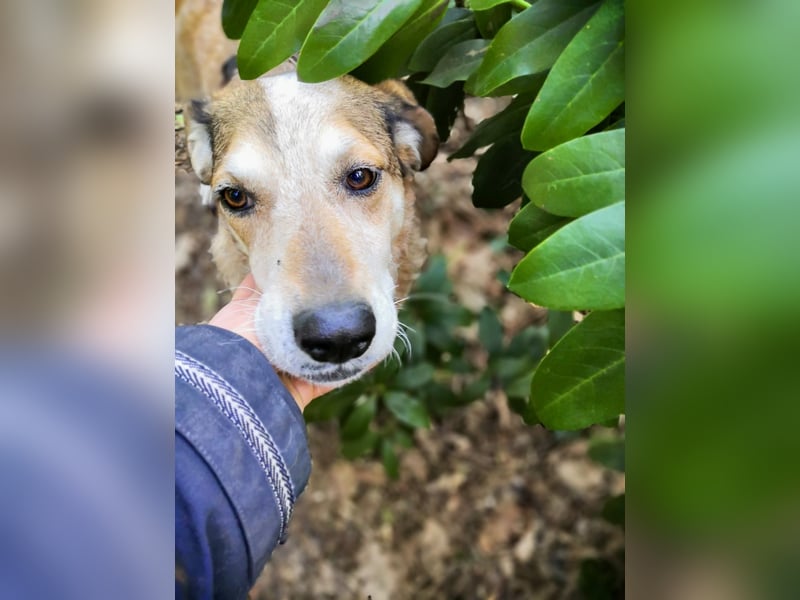 AFRICA - eine absolute Traumhündin!!!