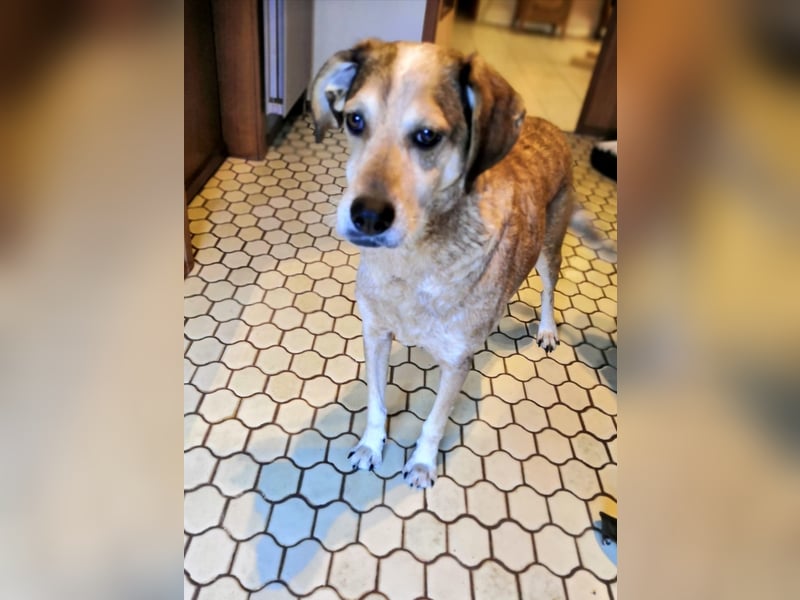 AFRICA - eine absolute Traumhündin!!!