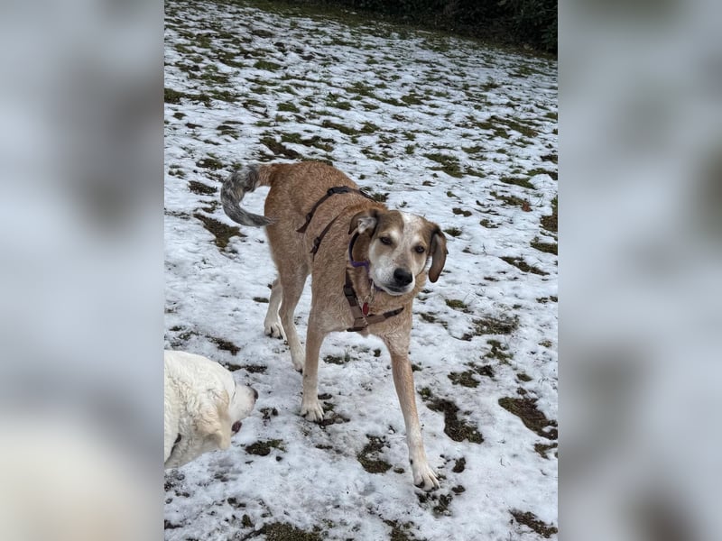 AFRICA - eine absolute Traumhündin!!!