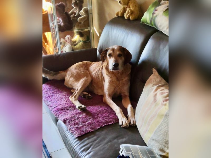 AFRICA - eine absolute Traumhündin!!!