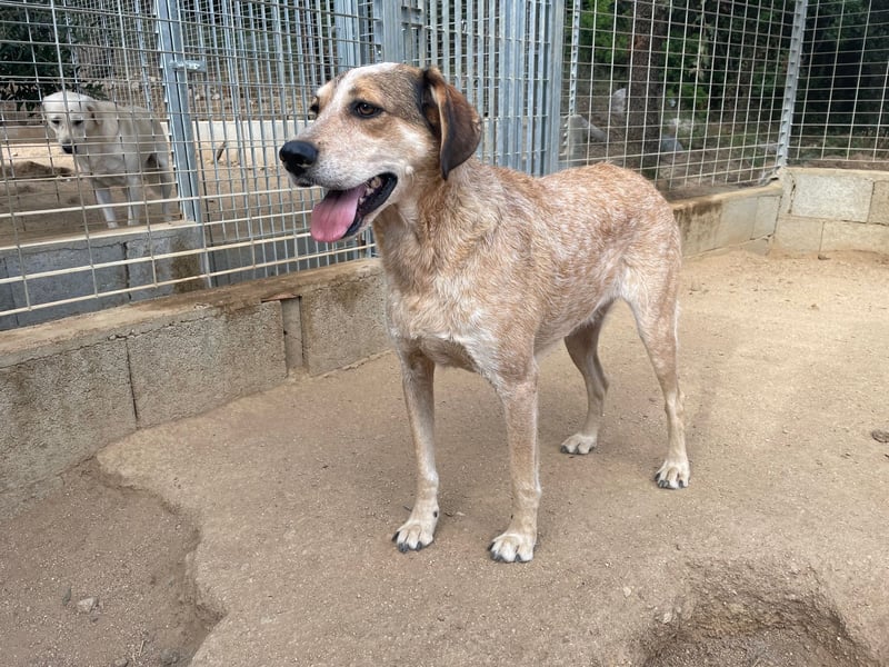 AFRICA - eine absolute Traumhündin!!!