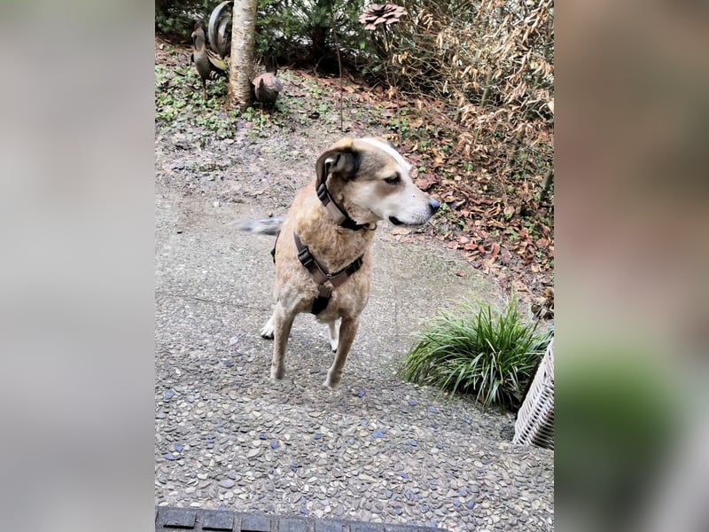 AFRICA - eine absolute Traumhündin!!!