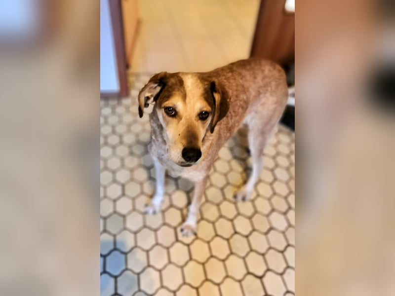 AFRICA - eine absolute Traumhündin!!!