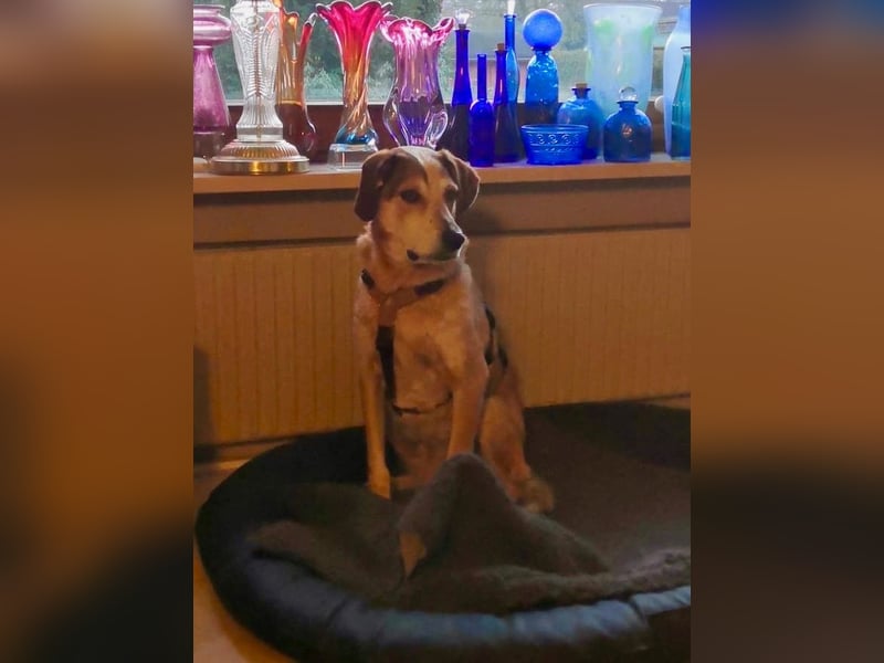 AFRICA - eine absolute Traumhündin!!!