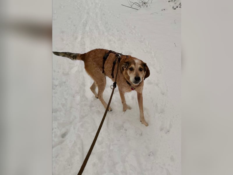 AFRICA - eine absolute Traumhündin!!!