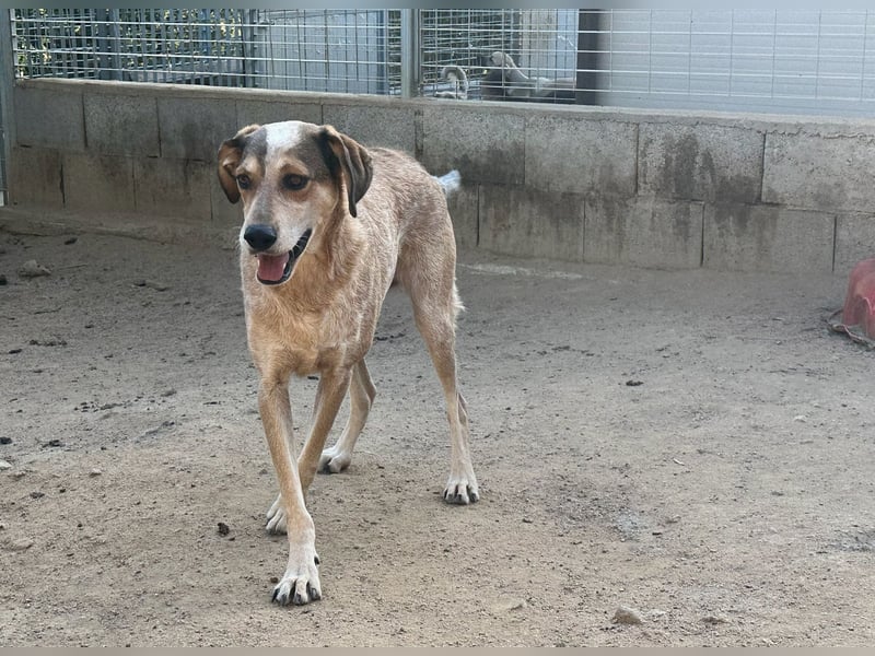 AFRICA - eine absolute Traumhündin!!!