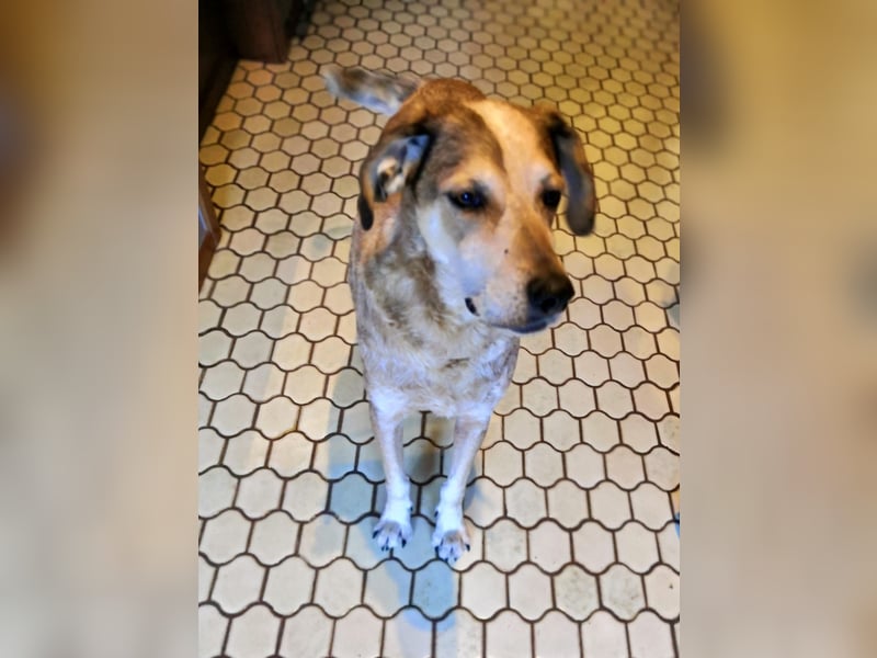 AFRICA - eine absolute Traumhündin!!!