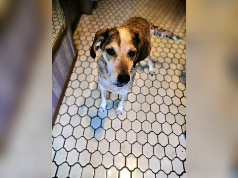 AFRICA - eine absolute Traumhündin!!!