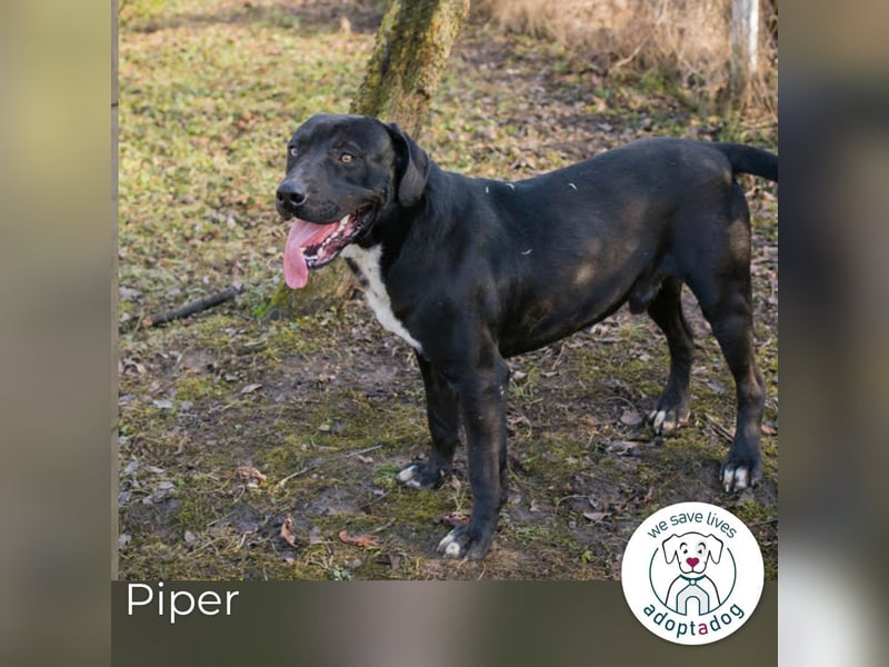 Piper: verdient eine zweite Chance