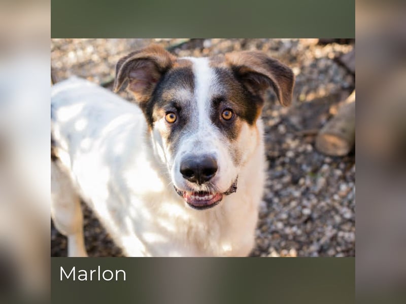 Marlon 197355 sucht ein zu Hause